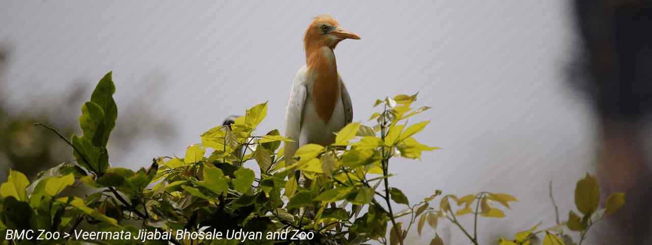 BMC Website > For Tourists > BMC Zoo